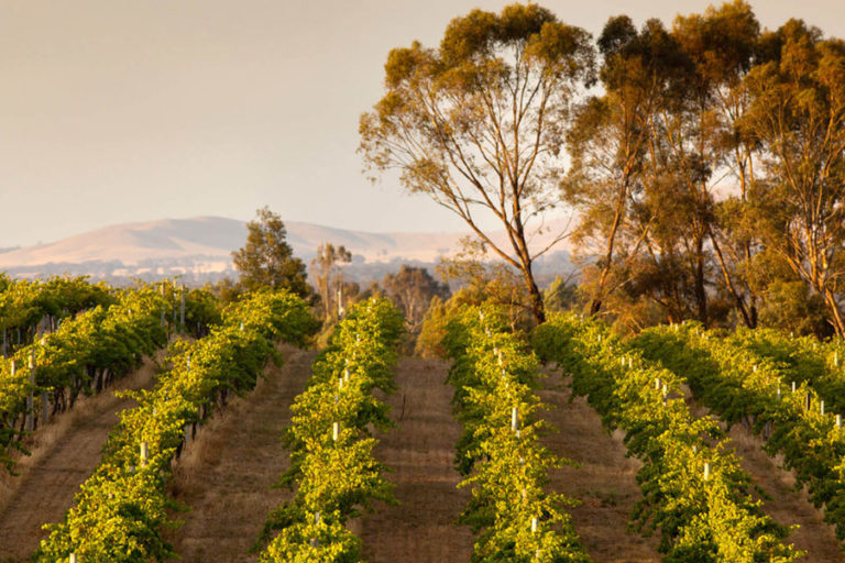 Vineyards
