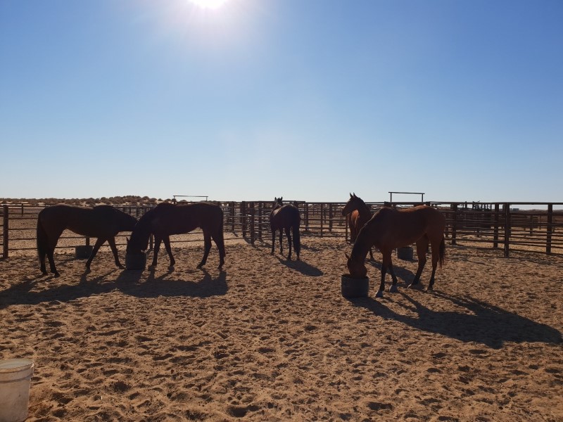 proper horse enclosures