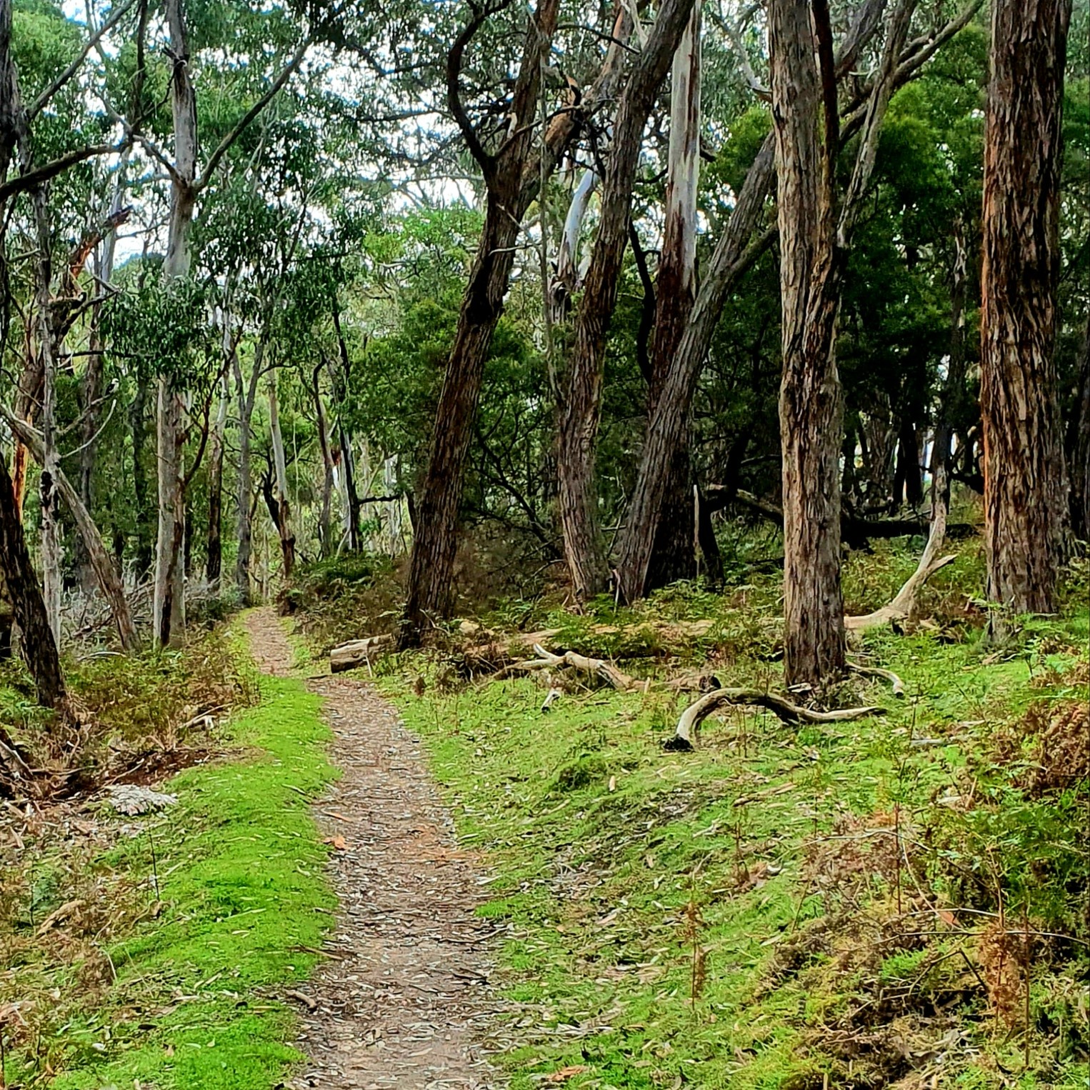 Fyans Creek Loop