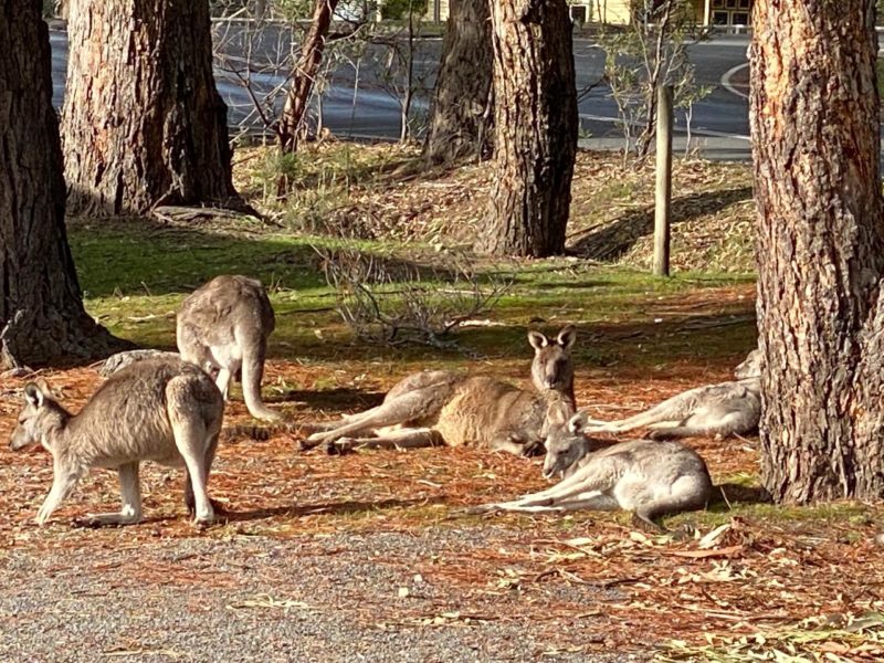 Halls Gap Walking Tours 2