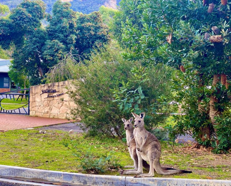 Halls Gap Walking Tours 4