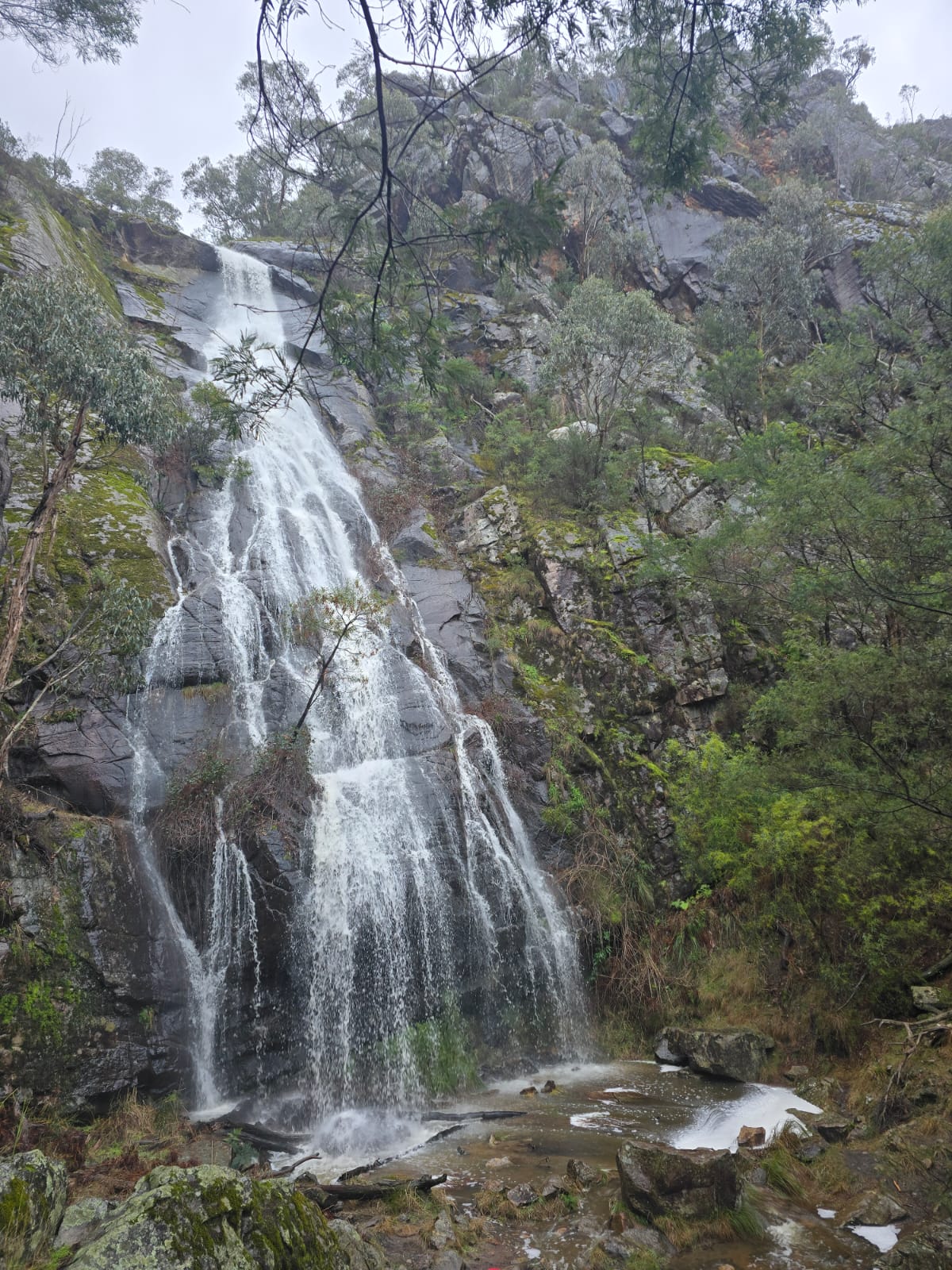 CLEMATIS FALLS AFTER RAIN