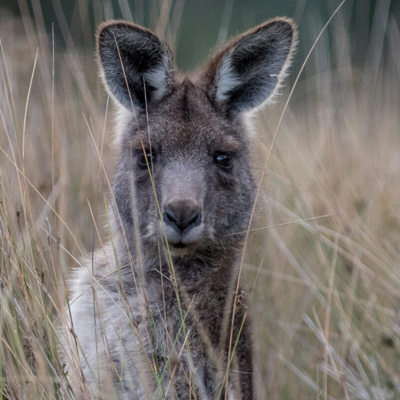 Halls Gap (58 Of 160)